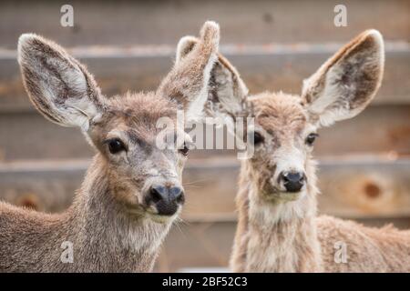 Maultiere Rehe Weibchen im Yellowstone Nationalpark. Stockfoto