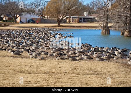 Hunderte von Candian Gänsen am Ufer des Stadtpark Teich in Texas Stockfoto