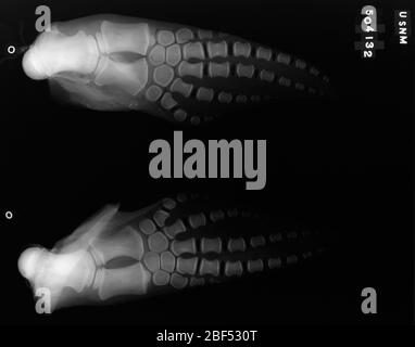 Kogia sima Owen 1866. 30. Dezember 20191 Stockfoto