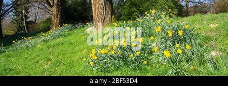 Blüte Narzisse auf einer Parklandschaft, Nordrhein-Westfalen, Deutschland, Europa Stockfoto