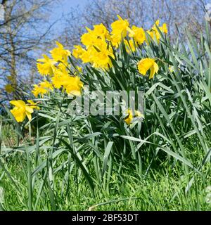 Blüte Narzisse auf einer Parklandschaft, Nordrhein-Westfalen, Deutschland, Europa Stockfoto