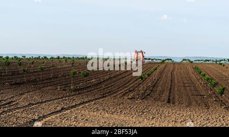 Traktor sprüht Insektizid in Kirschgarten im Frühjahr Landwirtschaft Stockfoto