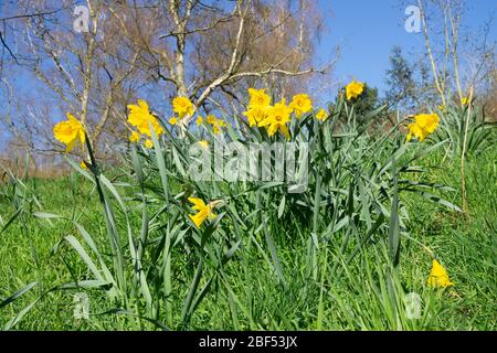 Blüte Narzisse auf einer Parklandschaft, Nordrhein-Westfalen, Deutschland, Europa Stockfoto