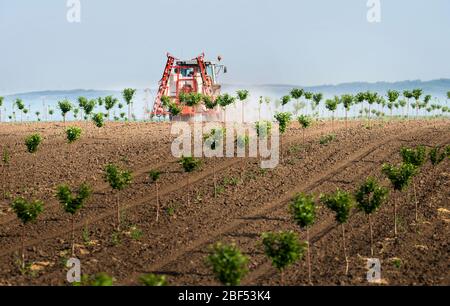 Traktor sprüht Insektizid in Kirschgarten im Frühjahr Landwirtschaft Stockfoto