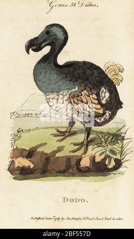 Ausgestorbener Dodo, Raphus cucullatus (Didus ineptus). Handkolorierter Kupferstich nach George Edwards aus Samuel Galton Jr.’s Natural History of Birds mit einer Vielzahl von Fakten, ausgewählt von mehreren Autoren für die Unterhaltung und Unterweisung von Kindern, London, Joseph Johnson, 1791. Stockfoto