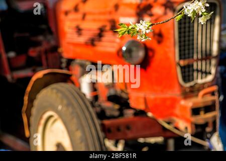 Kirschblüte, Ast über alten Traktor Stockfoto