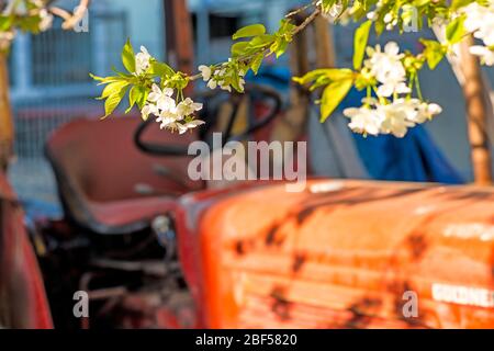 Kirschblüte, Ast über alten Traktor Stockfoto