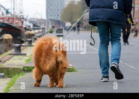 Wandern Entlang Der Veemkade Mit Hunden In Amsterdam Niederlande 202010 Stockfoto