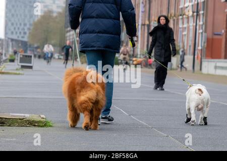Wandern Entlang Der Veemkade Mit Hunden In Amsterdam Niederlande 202010 Stockfoto