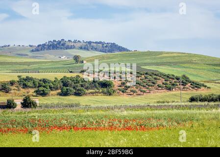 Ländliche Gegend der Provinz Trapani auf der Insel Sizilien in Italien Stockfoto