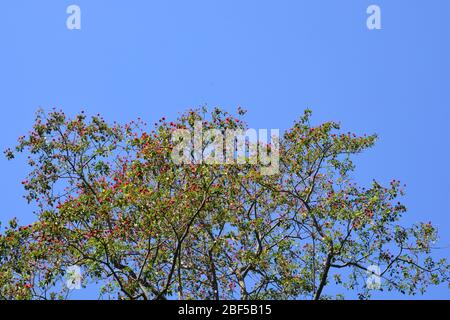 Blossom of the Red Silk Cotton Tree oder Bombax Ceiba, und es ist ein beliebter Zierbaum in Ost-und Südasien gefunden, können Blumen essen. Stockfoto