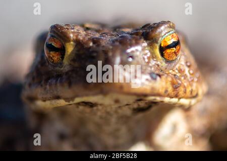 Oberharz Am Brocken, Deutschland. April 2020. Eine Kröte (Bufo bufo) überquert auf dem Weg zum Laichplatz einen Wanderweg. Im Harz hat die Krötenwanderung trotz der Dürre begonnen. Das Wetter ist jedoch nicht optimal für die Amphibienwanderung. Kröten wandern vor allem nach frostfreien, regnerischen Nächten. Quelle: Klaus-Dietmar Gabbert/dpa-Zentralbild/ZB/dpa/Alamy Live News Stockfoto