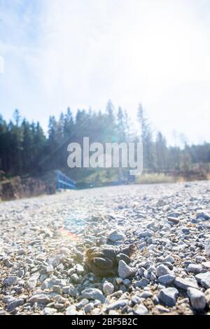 Oberharz Am Brocken, Deutschland. April 2020. Eine Kröte (Bufo bufo) überquert auf dem Weg zum Laichplatz einen Wanderweg. Im Harz hat die Krötenwanderung trotz der Dürre begonnen. Das Wetter ist jedoch nicht optimal für die Amphibienwanderung. Kröten wandern vor allem nach frostfreien, regnerischen Nächten. Quelle: Klaus-Dietmar Gabbert/dpa-Zentralbild/ZB/dpa/Alamy Live News Stockfoto