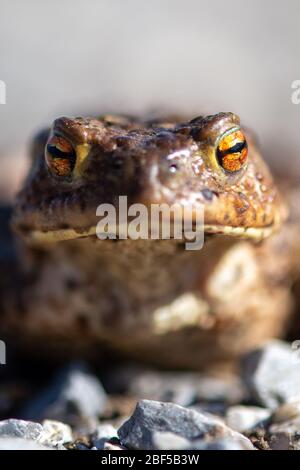 Oberharz Am Brocken, Deutschland. April 2020. Eine Kröte (Bufo bufo) überquert auf dem Weg zum Laichplatz einen Fußweg. Im Harz hat die Krötenwanderung trotz der Dürre begonnen. Das Wetter ist jedoch nicht optimal für die Amphibienwanderung. Kröten wandern vor allem nach frostfreien, regnerischen Nächten. Quelle: Klaus-Dietmar Gabbert/dpa-Zentralbild/ZB/dpa/Alamy Live News Stockfoto