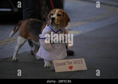 London, Großbritannien. April 2020. Das Foto vom 16. April 2020 zeigt einen Hund vor dem wöchentlichen Klatsch für den NHS (National Health Service) in London, Großbritannien. Kredit: Tim Ireland/Xinhua/Alamy Live News Stockfoto