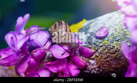 Makrofoto einer kleinen Schnecke auf grünem Moos mit einem verschwommenen Hintergrund in sanften Farben Stockfoto