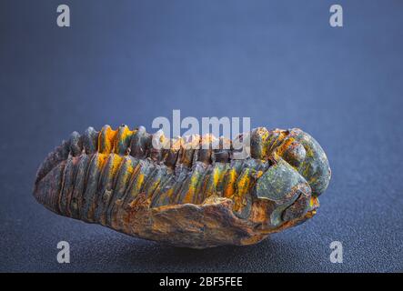 Trilobiten Fossil Detailaufnahme, Nahaufnahme prähistorisches Tier Stockfoto