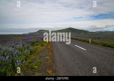 Ringstraße im Süden Islands inmitten von Feldern mit Alaska-Lupinen (Lupinus nootkatensis), im Hintergrund die Felsformation in der Stadt Vik, Island Stockfoto