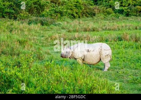 Ein indisches Nashorn (Rhinoceros unicornis) steht friedlich grasen im Kaziranga National Park, Assam, Nordost-Indien Stockfoto