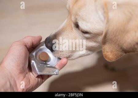 Mann Tierarzt Pille gehorsam Hund. Haustier-Gesundheitsversorgung, Tierarzneimittel und Behandlungen Konzept. Selektiver Fokus. Stockfoto