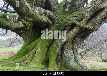 Majestätischer Stützbaum einer alten Silberbirke auf einem Hügel im Brecon Beacons National Park Stockfoto