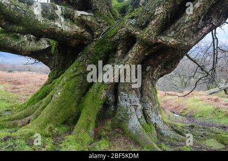 Majestätischer Stützbaum einer alten Silberbirke auf einem Hügel im Brecon Beacons National Park Stockfoto