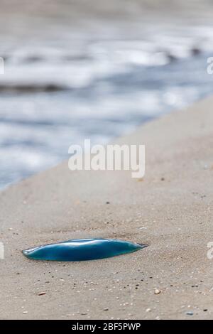 Quallen, die an einem Strand in Nordfrankreich gestrandet sind Stockfoto