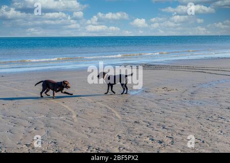 Spielende Hunde am Strand Stockfoto
