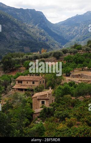 Landwirtschaft im Soller Tal, Mallorca, ist überwiegend Zitrusfrüchte und Olivenbäume auf dem höheren Boden, mit reichlich Terrassen. Stockfoto