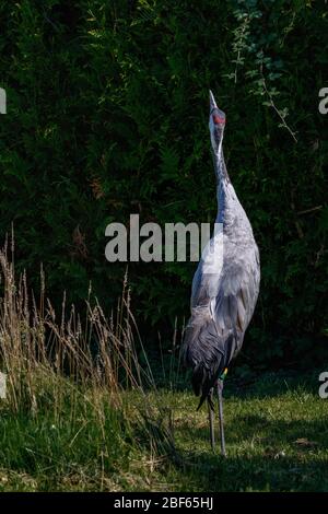 Grau gekrönter Kran mit Rücken zur Kamera Stockfoto