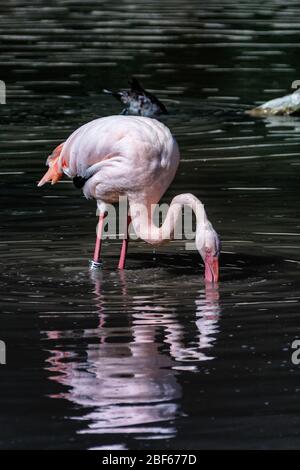 Flamingo im Wasser mit Reflektion Stockfoto