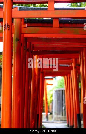 Tokio, Japan - 9 8 2019: Die Reihen der roten Torii-Tories im Nezu-Schrein Stockfoto