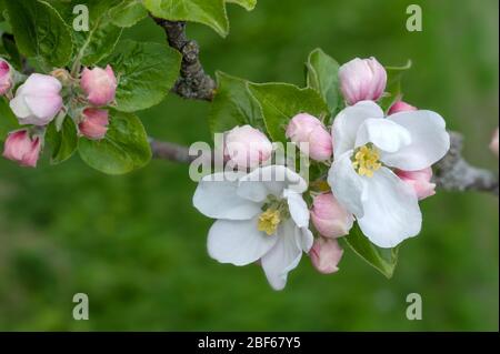 Zweig mit den Blüten eines Apfelbaums Stockfoto
