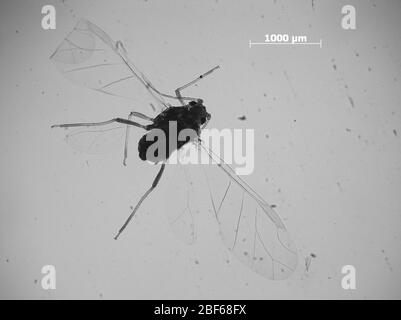 Aphis agathona. Oktober 20151 Stockfoto