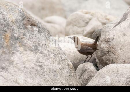 Brauner Tauchspießer (Cinclus pallasii) bei Kaakda Gaad, Uttarakhand, Indien Stockfoto