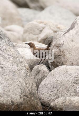 Brauner Tauchspießer (Cinclus pallasii) bei Kaakda Gaad, Uttarakhand, Indien Stockfoto