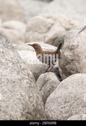 Brauner Tauchspießer (Cinclus pallasii) bei Kaakda Gaad, Uttarakhand, Indien Stockfoto