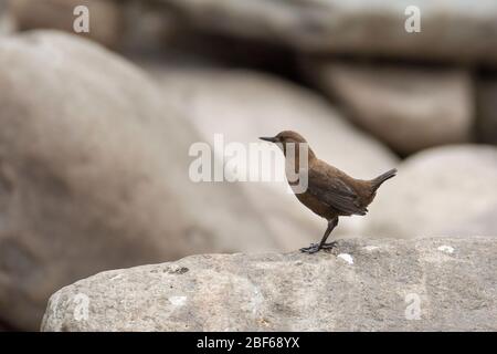 Brauner Tauchspießer (Cinclus pallasii) bei Kaakda Gaad, Uttarakhand, Indien Stockfoto