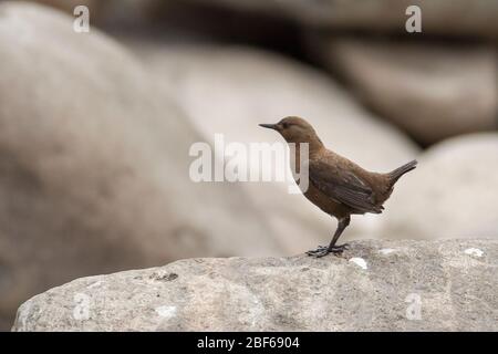 Brauner Tauchspießer (Cinclus pallasii) bei Kaakda Gaad, Uttarakhand, Indien Stockfoto