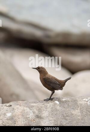 Brauner Tauchspießer (Cinclus pallasii) bei Kaakda Gaad, Uttarakhand, Indien Stockfoto