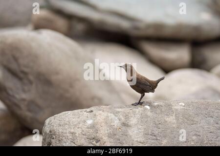 Brauner Tauchspießer (Cinclus pallasii) bei Kaakda Gaad, Uttarakhand, Indien Stockfoto