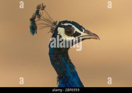 Kopfschuss eines männlichen indischen Peafowl (Pavo cristatus) in Gujarat, Indien Stockfoto