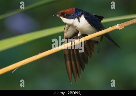 Drahtail Swallow (Hirundo smithii) Gujarat, Indien Stockfoto