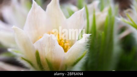 Eröffnung der schönen weißen seidigen Blüten (pulsatilla alpina) im Frühling Garten Stockfoto