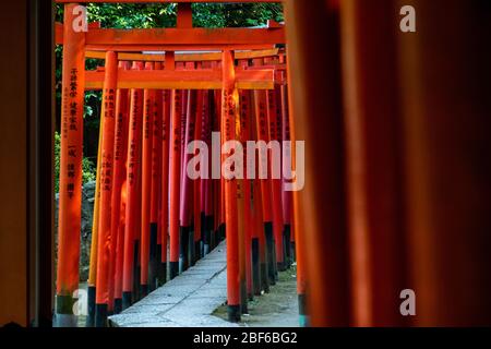 Tokio, Japan - 9 8 2019: Die Reihen der roten Torii-Tories im Nezu-Schrein Stockfoto