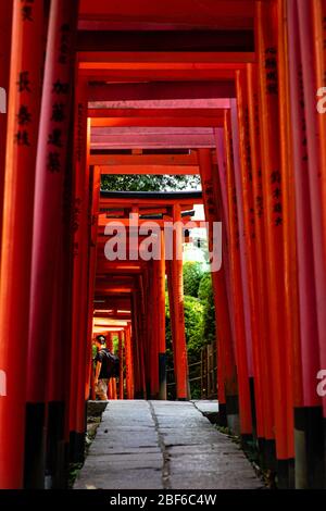 Tokio, Japan - 9 8 2019: Die Reihen der roten Torii-Tories im Nezu-Schrein Stockfoto