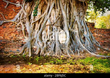 Ayutthaya Buddha Kopf Statue mit gefangen in Bodhi Baum Wurzeln im Wat Maha That. Historischer Park Ayutthaya Thailand. Stockfoto