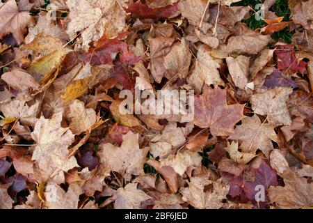Herbstblätter auf dem Boden, verschiedene Farben Stockfoto