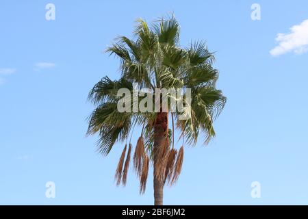 Palme in Spanien, Puerto Banus, mit einem schönen blauen Himmel Stockfoto