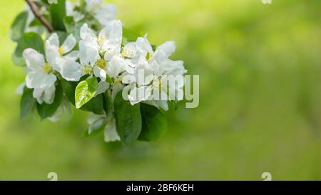 Blütenzweig des Apfelbaums auf einem hellgrünen gelben natürlichen Hintergrund. Blühender Obstgarten, weiße Blütenblätter Obstbaumblume. Weiß grün gelb Limette Colo Stockfoto